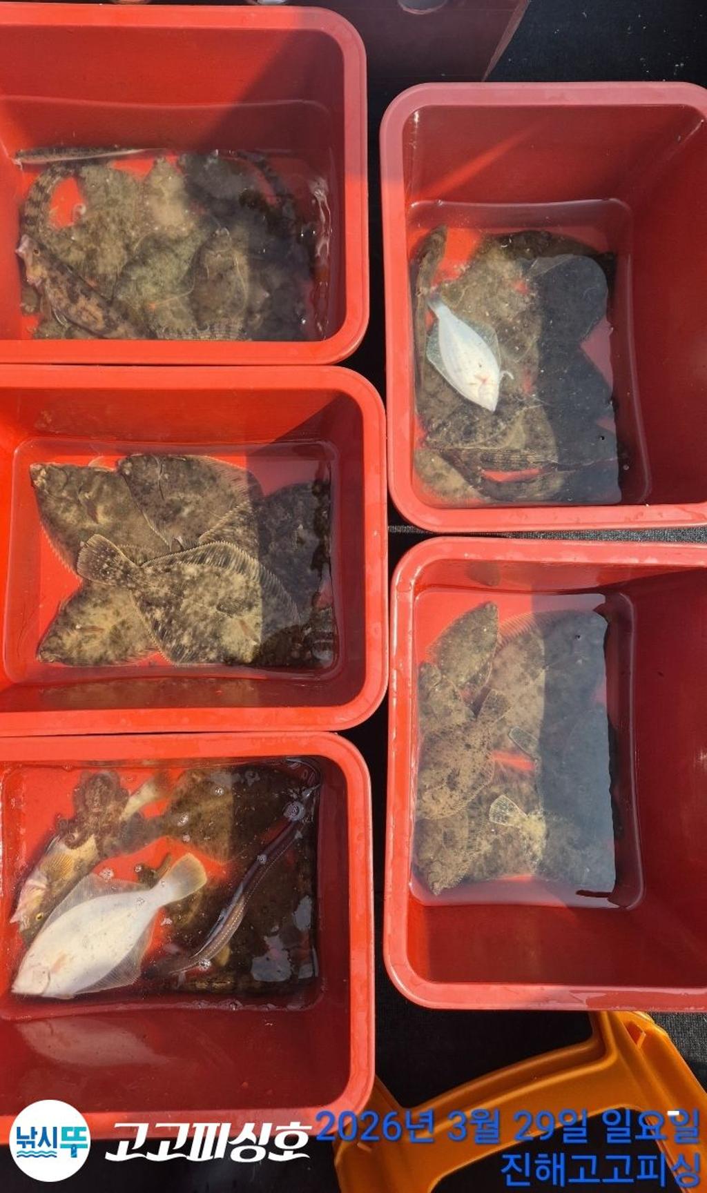 낚시뚜,,속천항(진해),고고피싱호,낚시뚜26