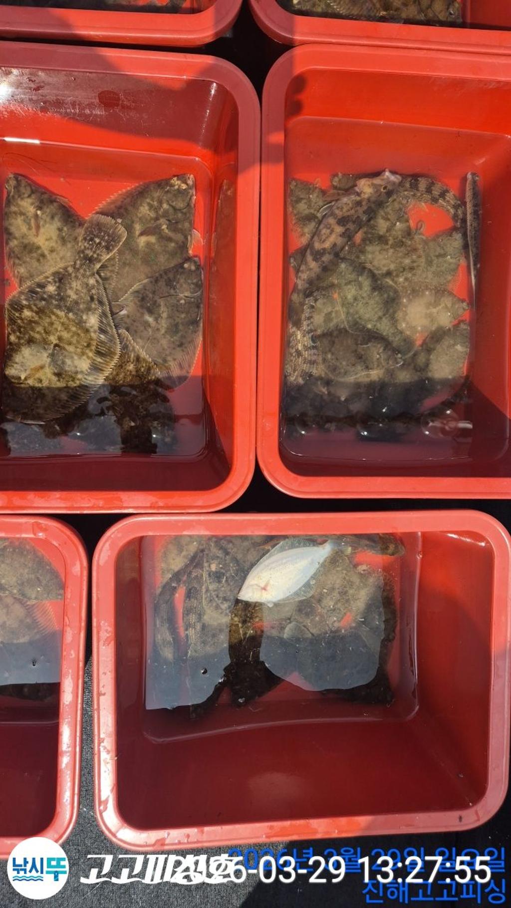 낚시뚜,,속천항(진해),고고피싱호,낚시뚜25