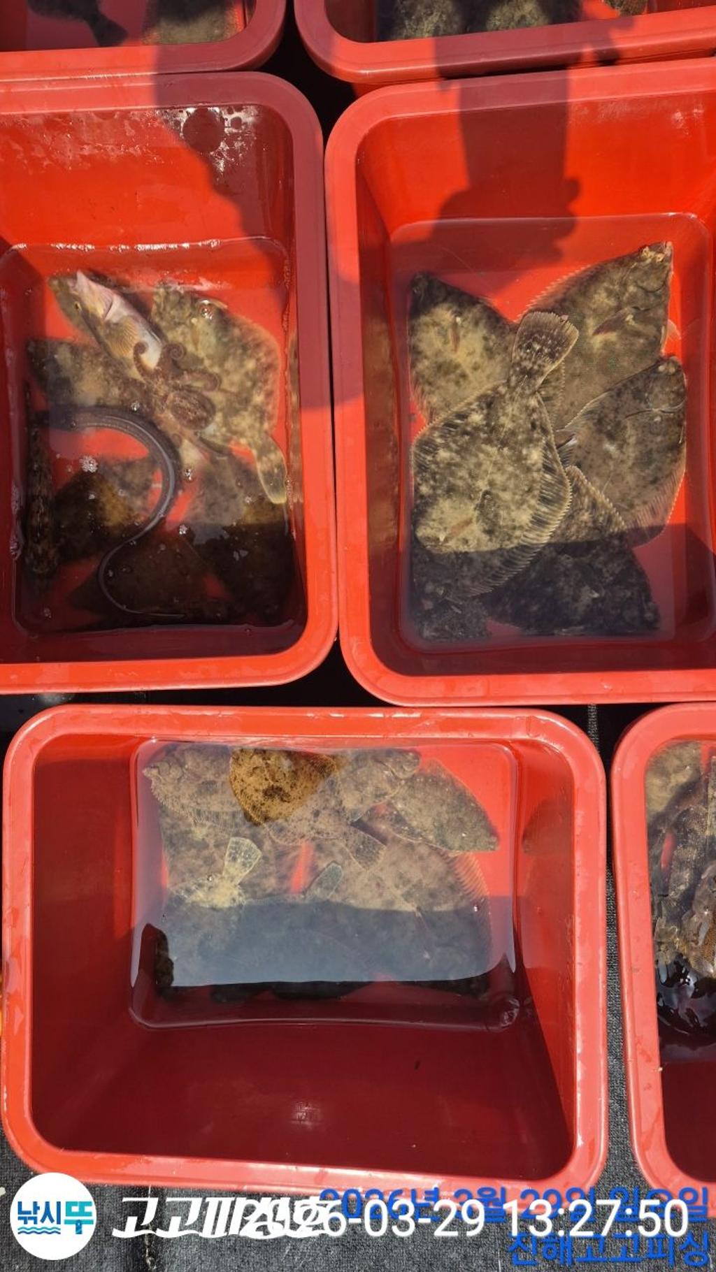 낚시뚜,,속천항(진해),고고피싱호,낚시뚜23