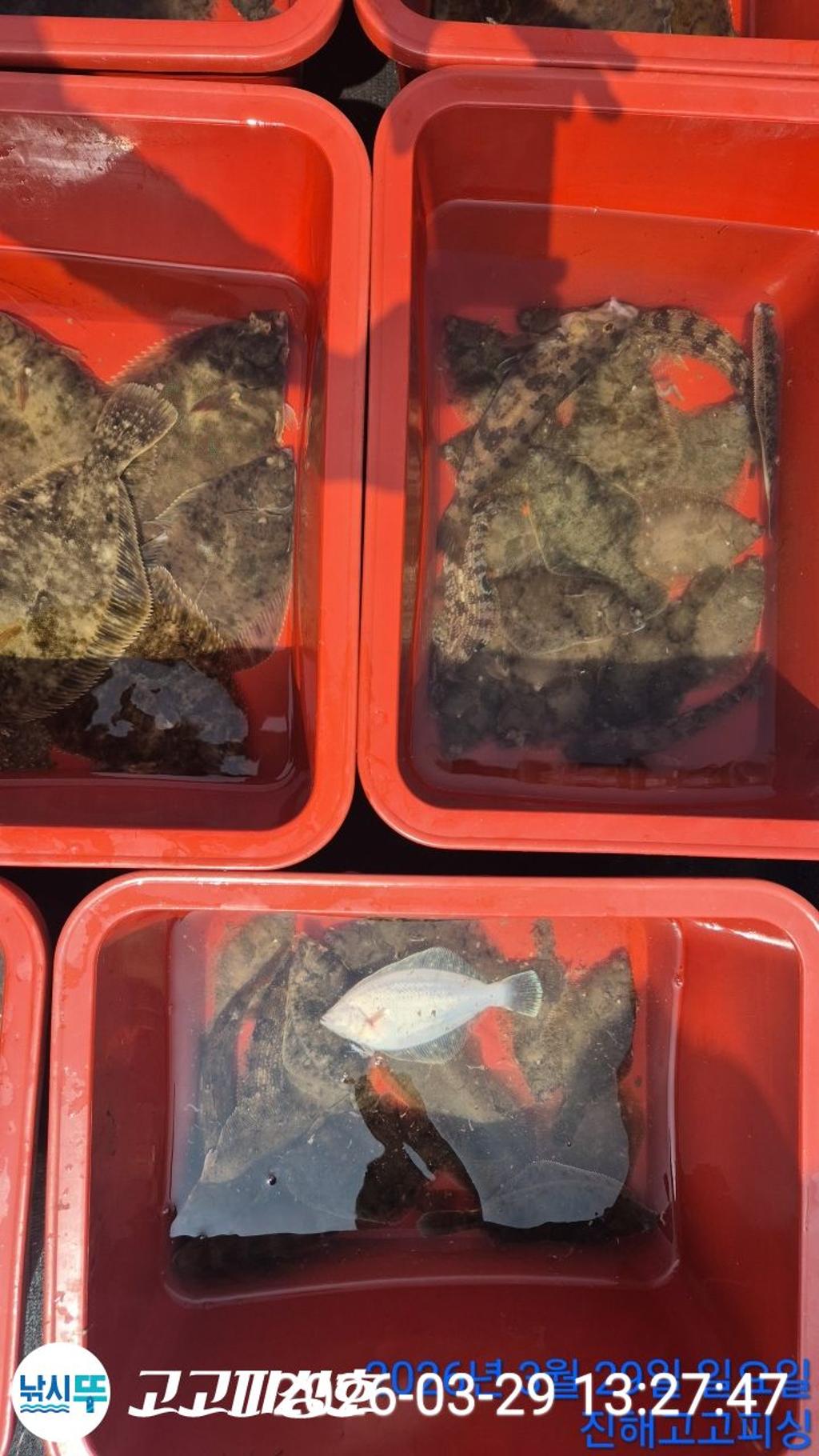 낚시뚜,,속천항(진해),고고피싱호,낚시뚜21