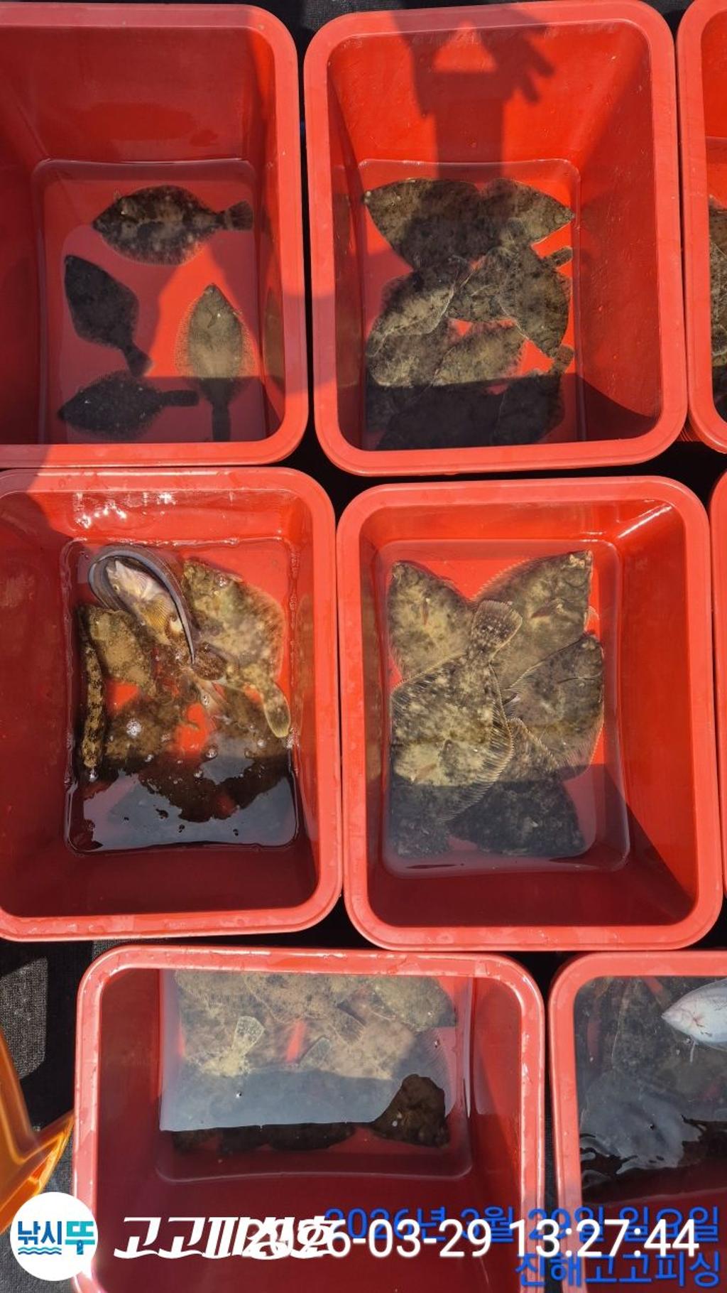 낚시뚜,,속천항(진해),고고피싱호,낚시뚜20