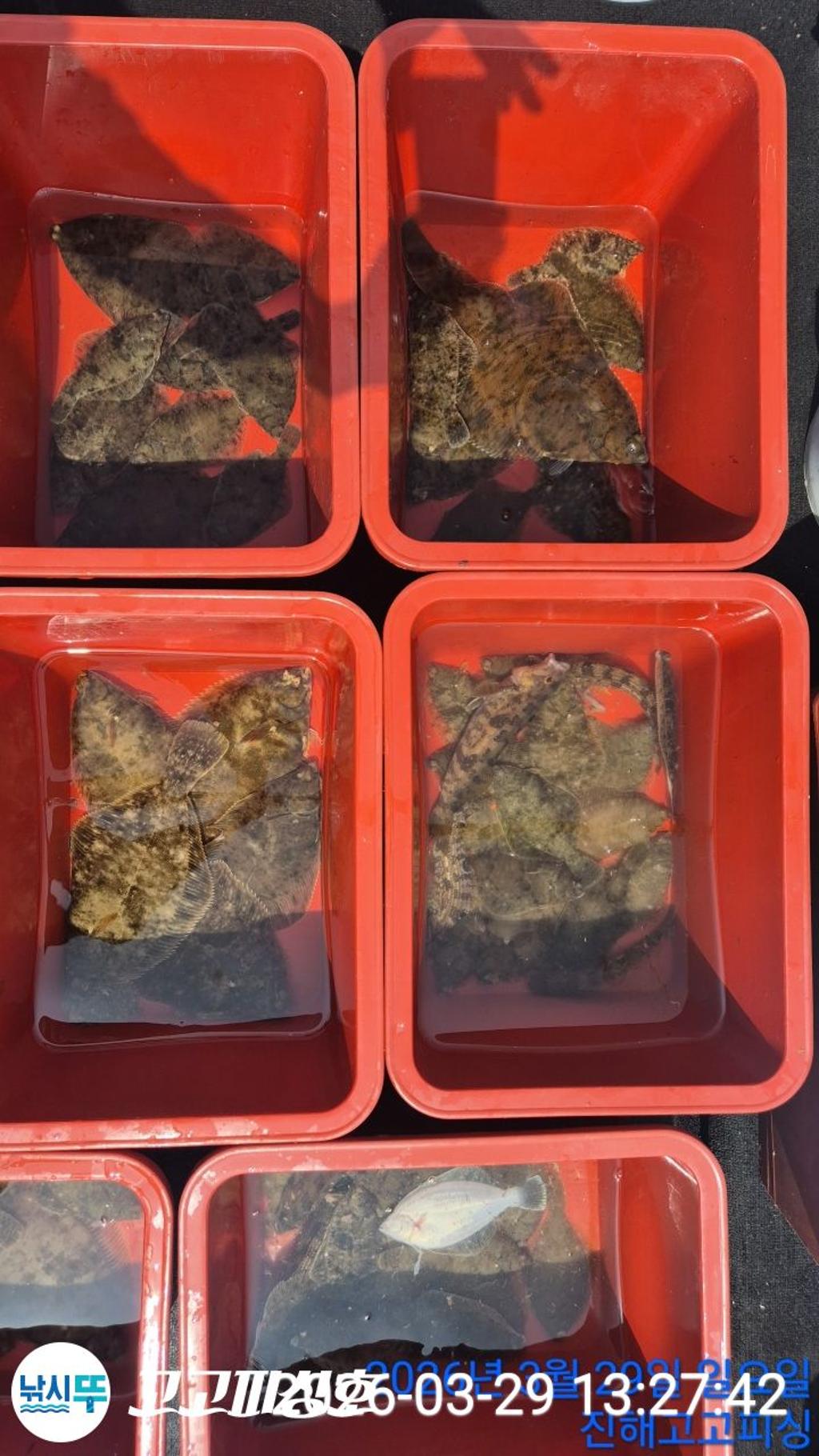 낚시뚜,,속천항(진해),고고피싱호,낚시뚜19