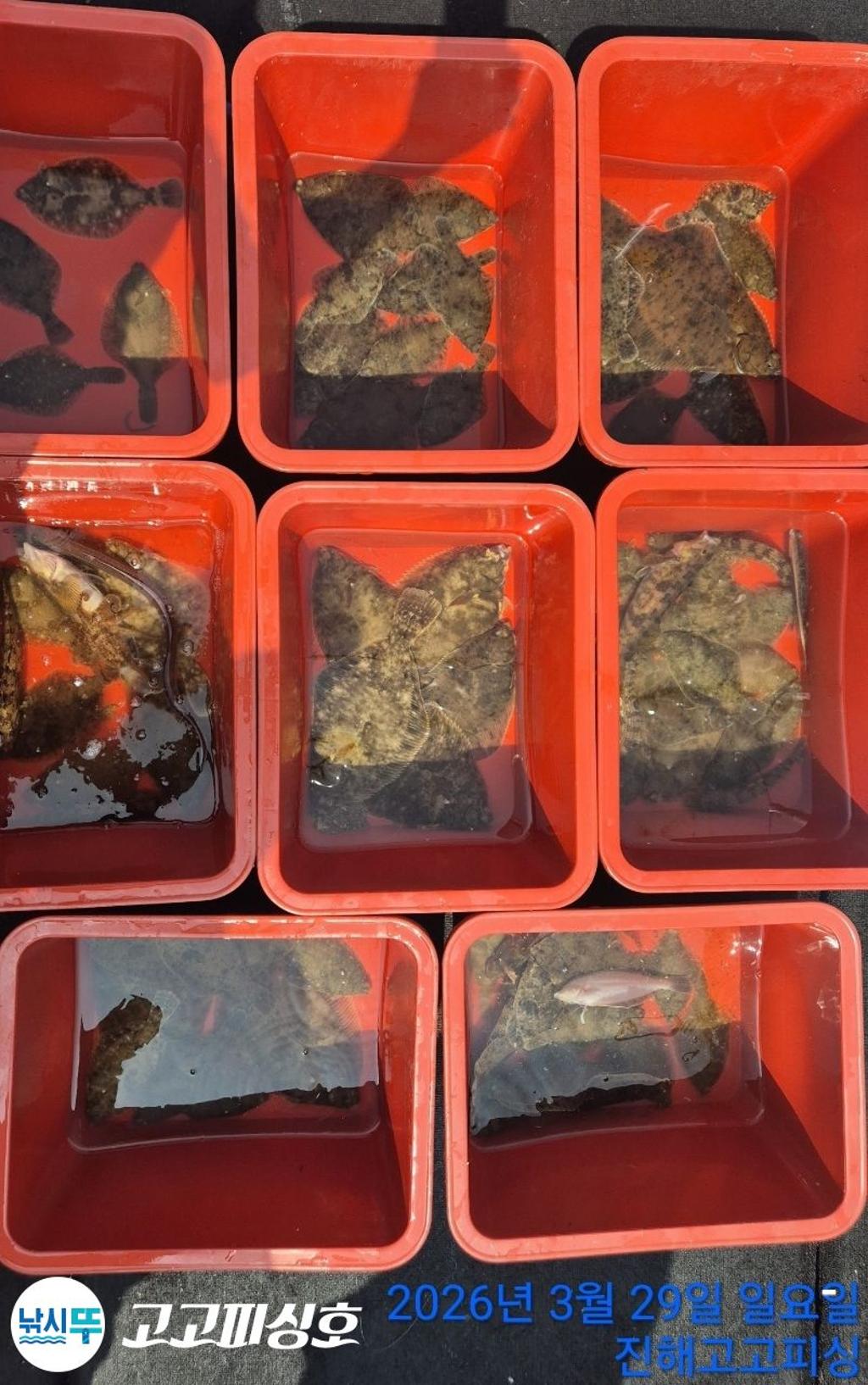 낚시뚜,,속천항(진해),고고피싱호,낚시뚜18