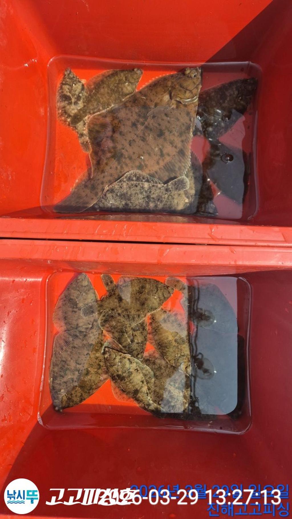 낚시뚜,,속천항(진해),고고피싱호,낚시뚜17