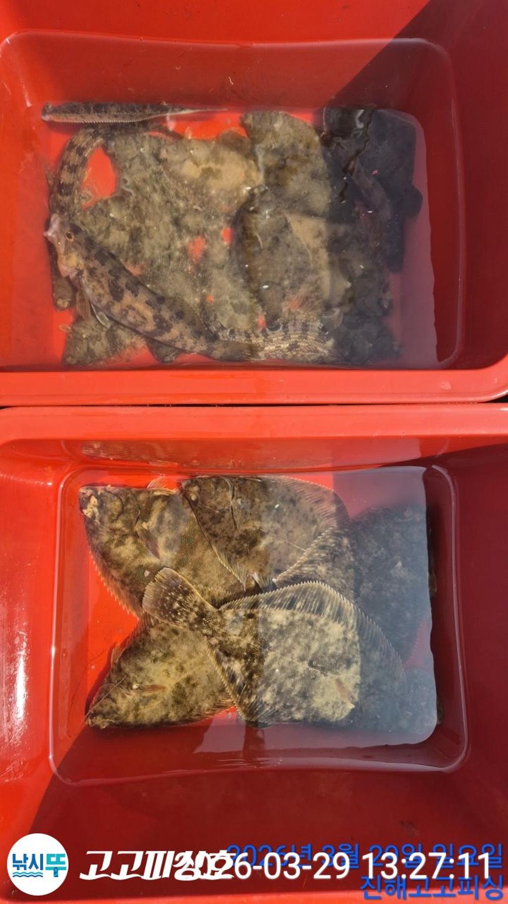 낚시뚜,,속천항(진해),고고피싱호,낚시뚜16