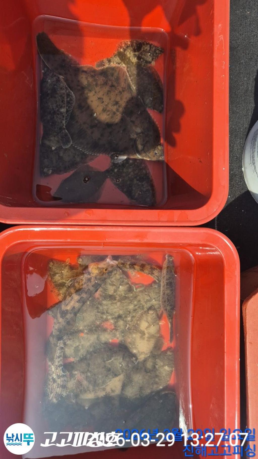 낚시뚜,,속천항(진해),고고피싱호,낚시뚜15