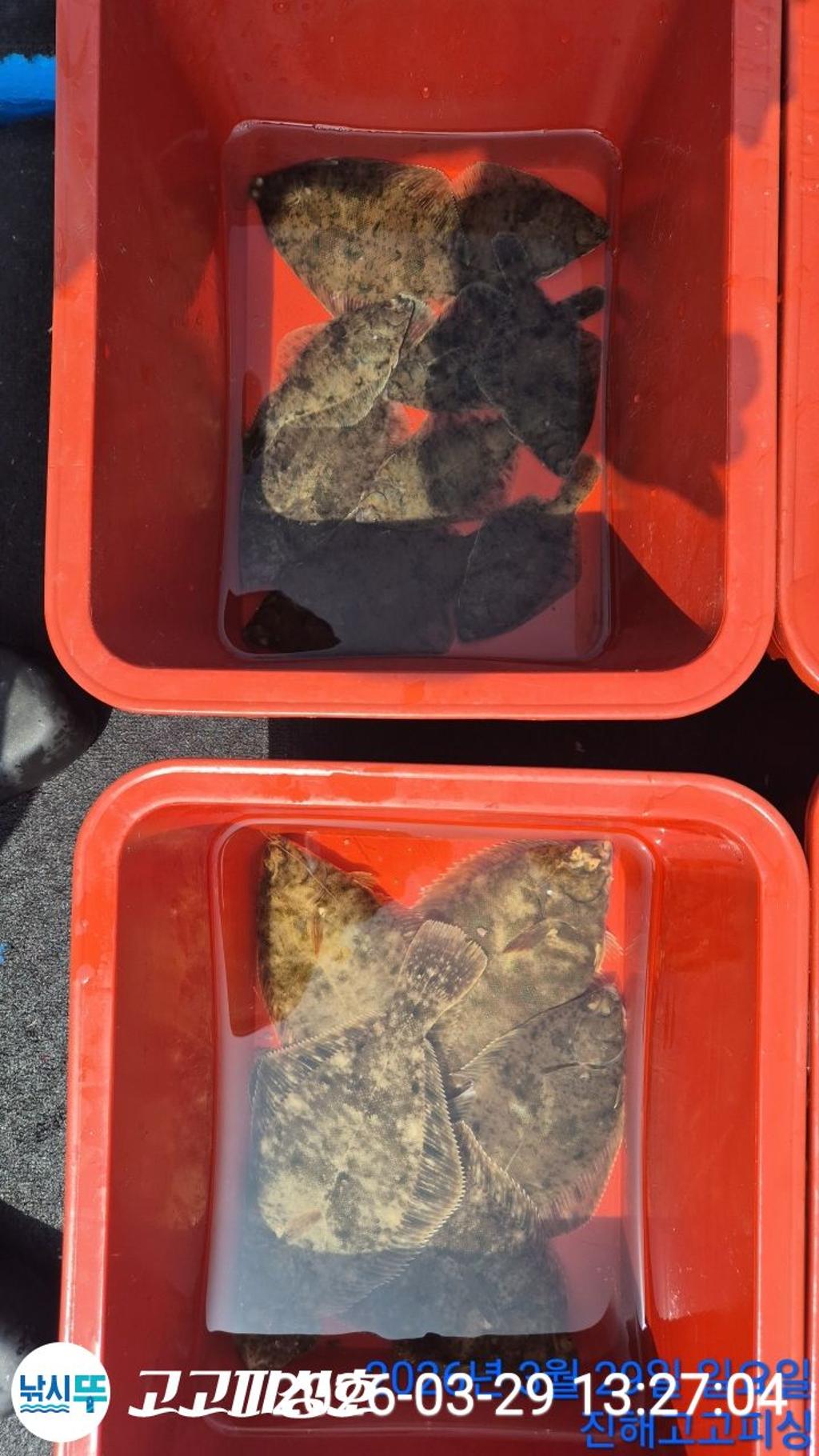 낚시뚜,,속천항(진해),고고피싱호,낚시뚜14