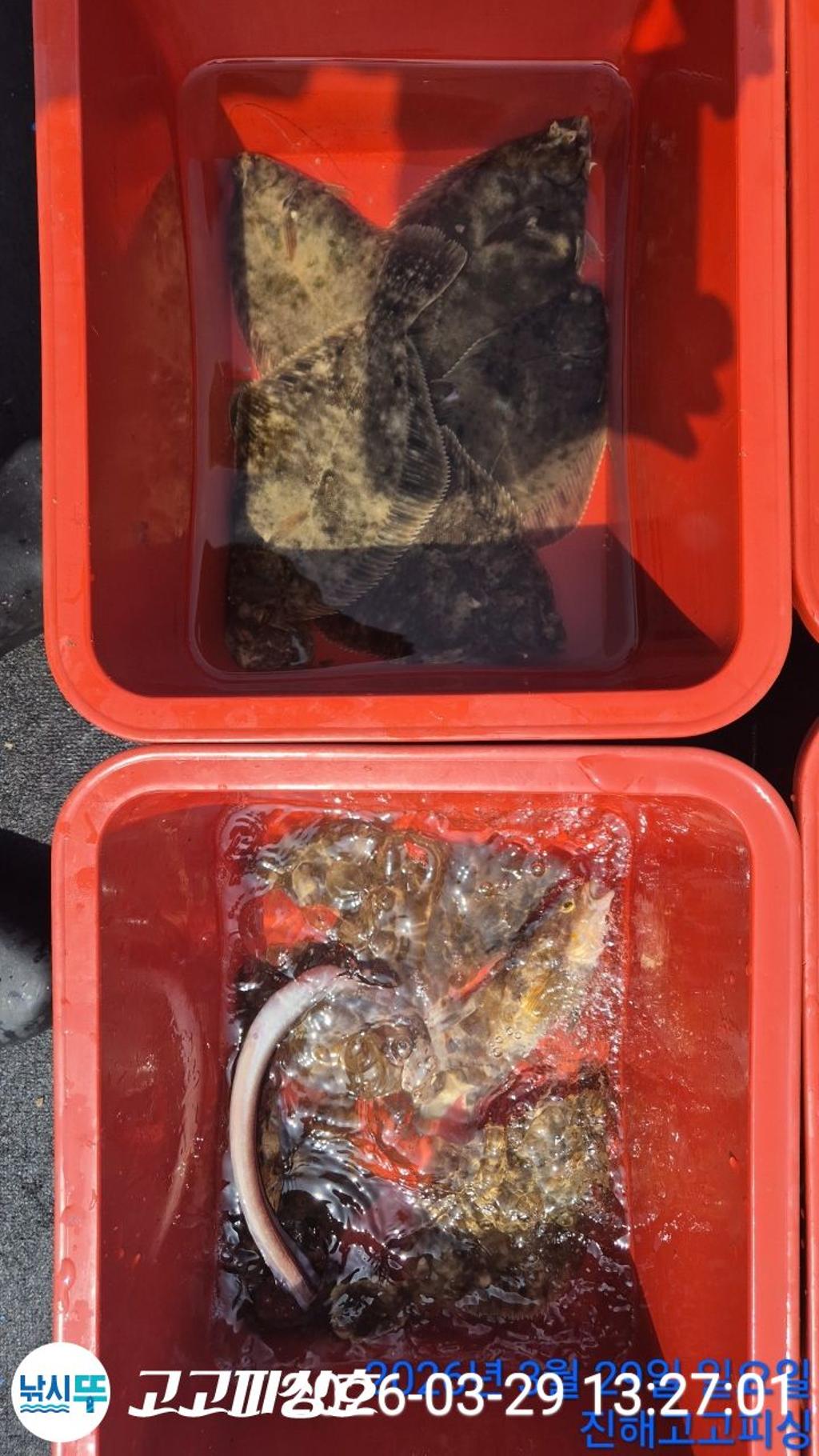 낚시뚜,,속천항(진해),고고피싱호,낚시뚜13