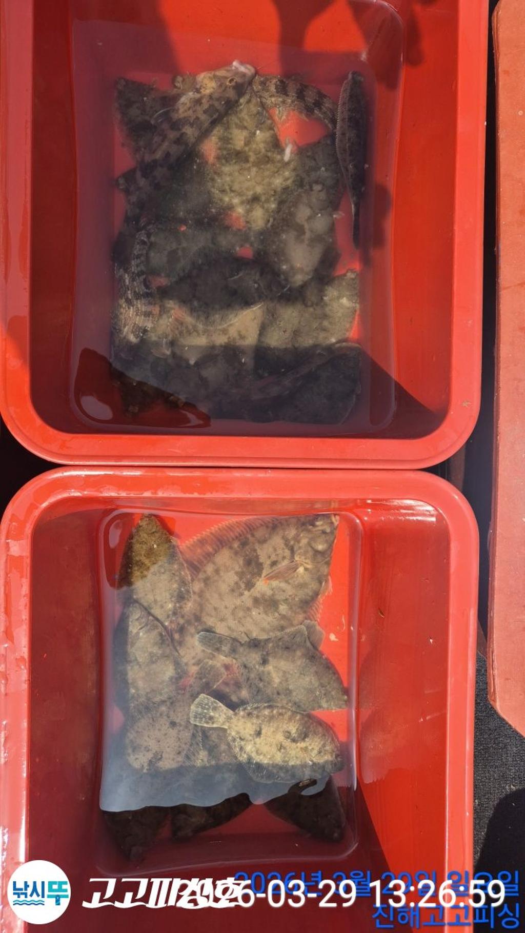 낚시뚜,,속천항(진해),고고피싱호,낚시뚜12