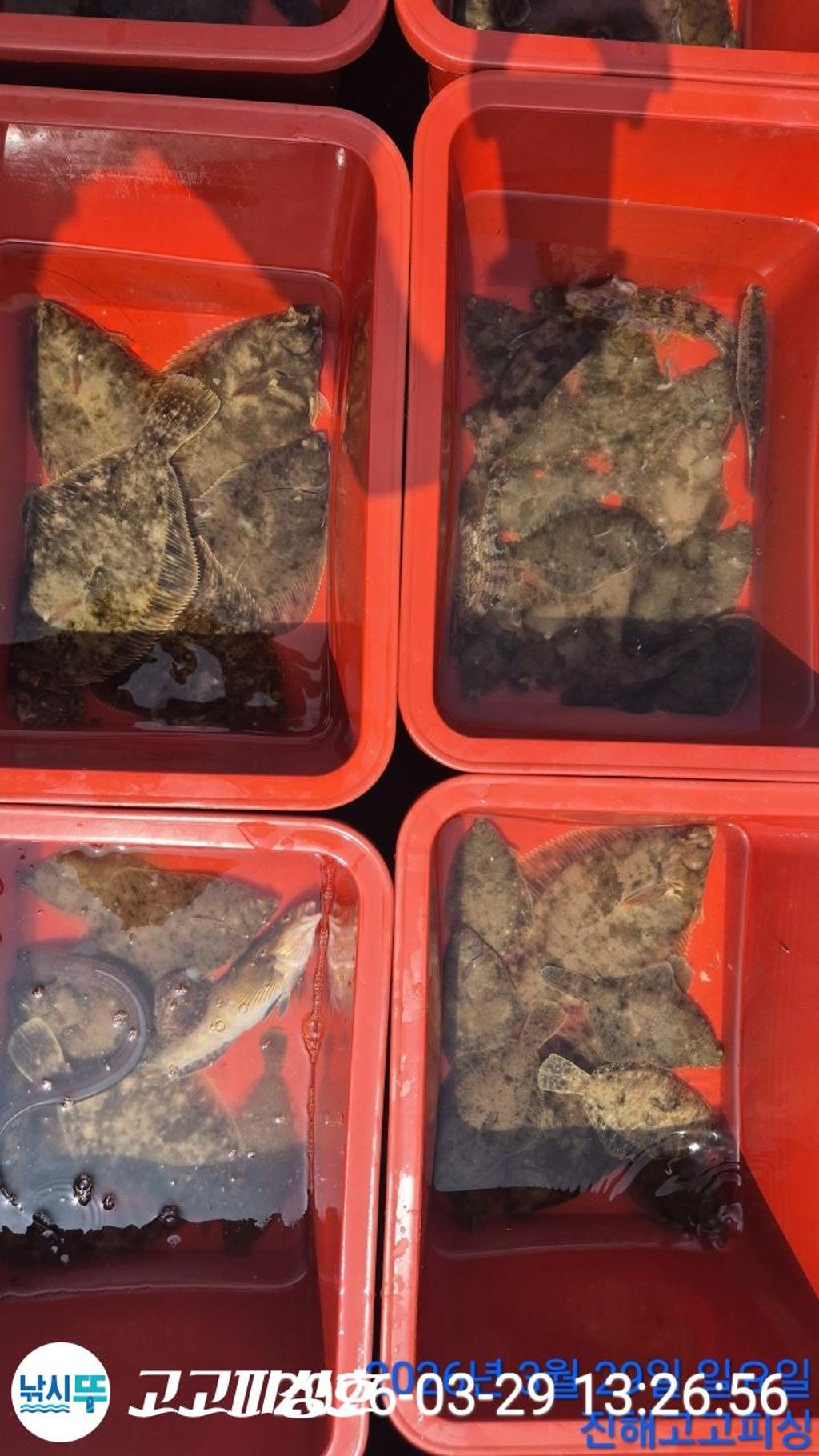 낚시뚜,,속천항(진해),고고피싱호,낚시뚜11