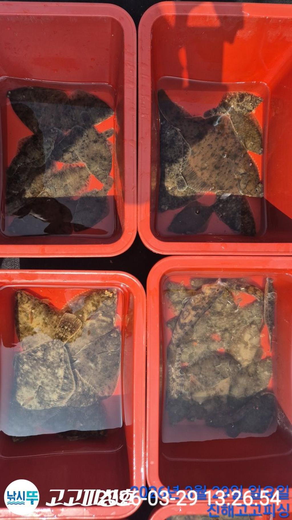 낚시뚜,,속천항(진해),고고피싱호,낚시뚜10