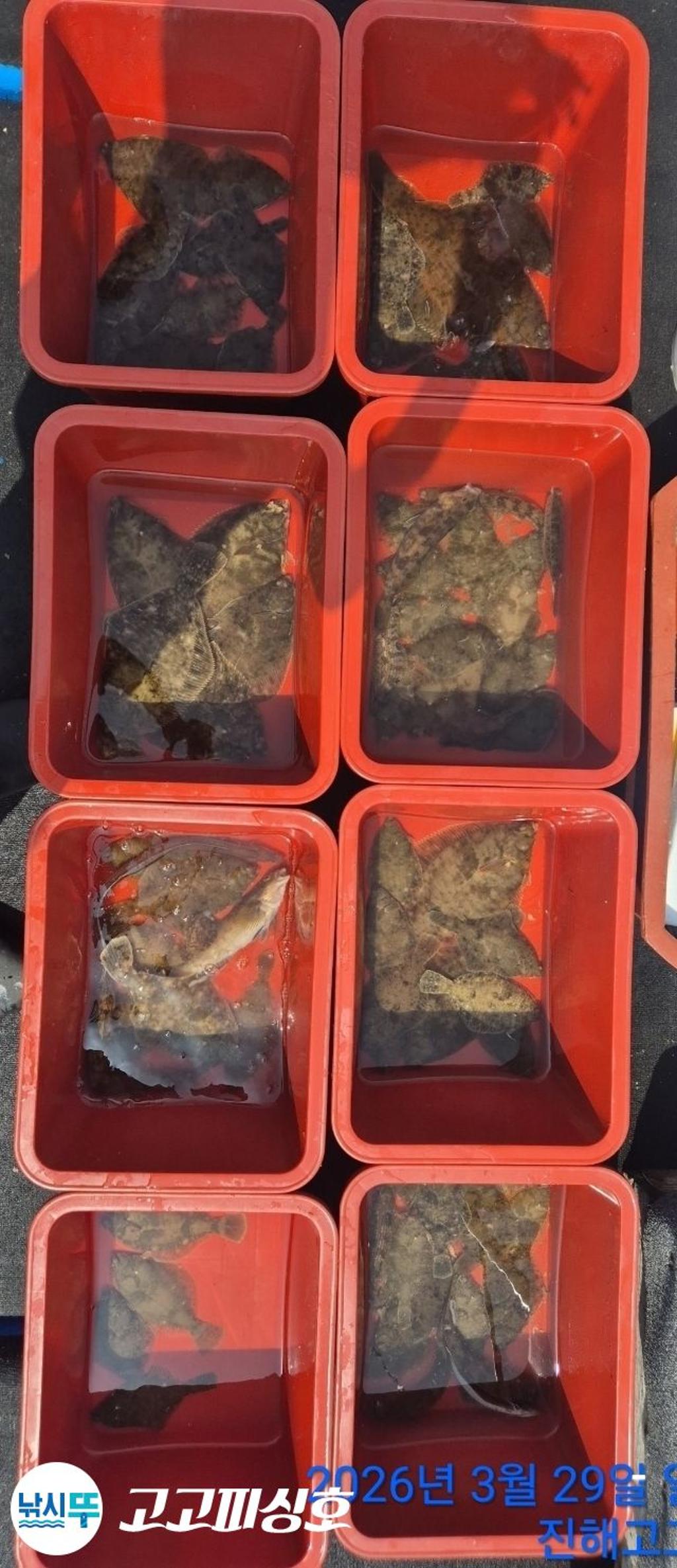 낚시뚜,,속천항(진해),고고피싱호,낚시뚜8