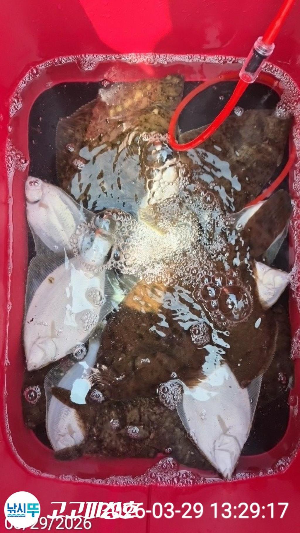 낚시뚜,,속천항(진해),고고피싱호,낚시뚜0