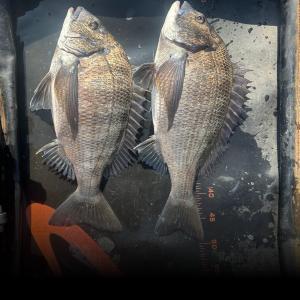 조황, ((한사리))두미도&갈도 영등시즌 (탱크감성돔.대구리참돔.영등대물벵에돔공략)