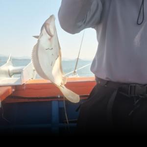 조황, 2일/도다리~잘잡왔습니다 선상일식맛집!!일요일부터/예약가능/한치예약중