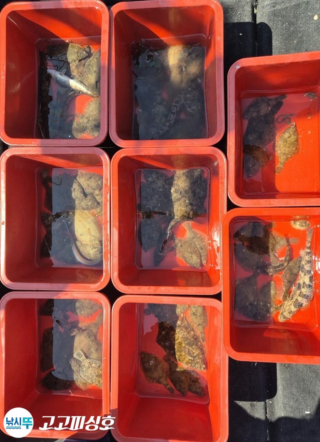 낚시뚜,도다리,속천항(진해),고고피싱호,낚시뚜18