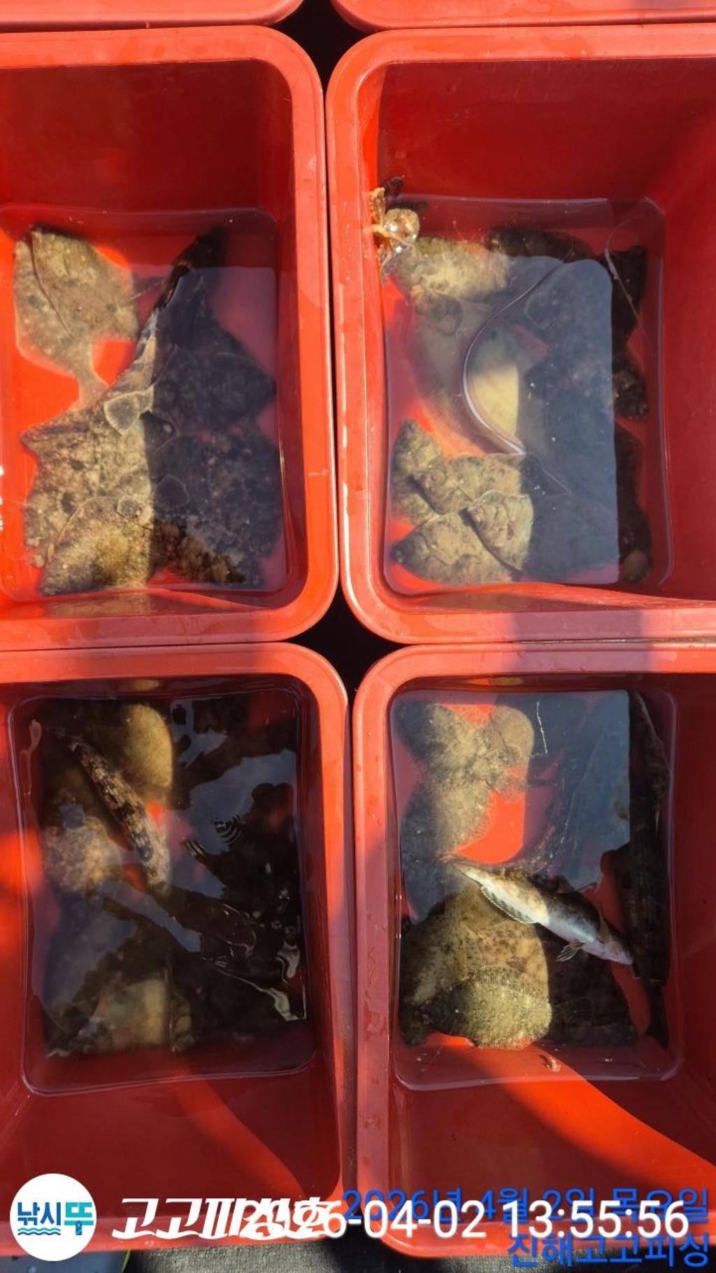 낚시뚜,도다리,속천항(진해),고고피싱호,낚시뚜17