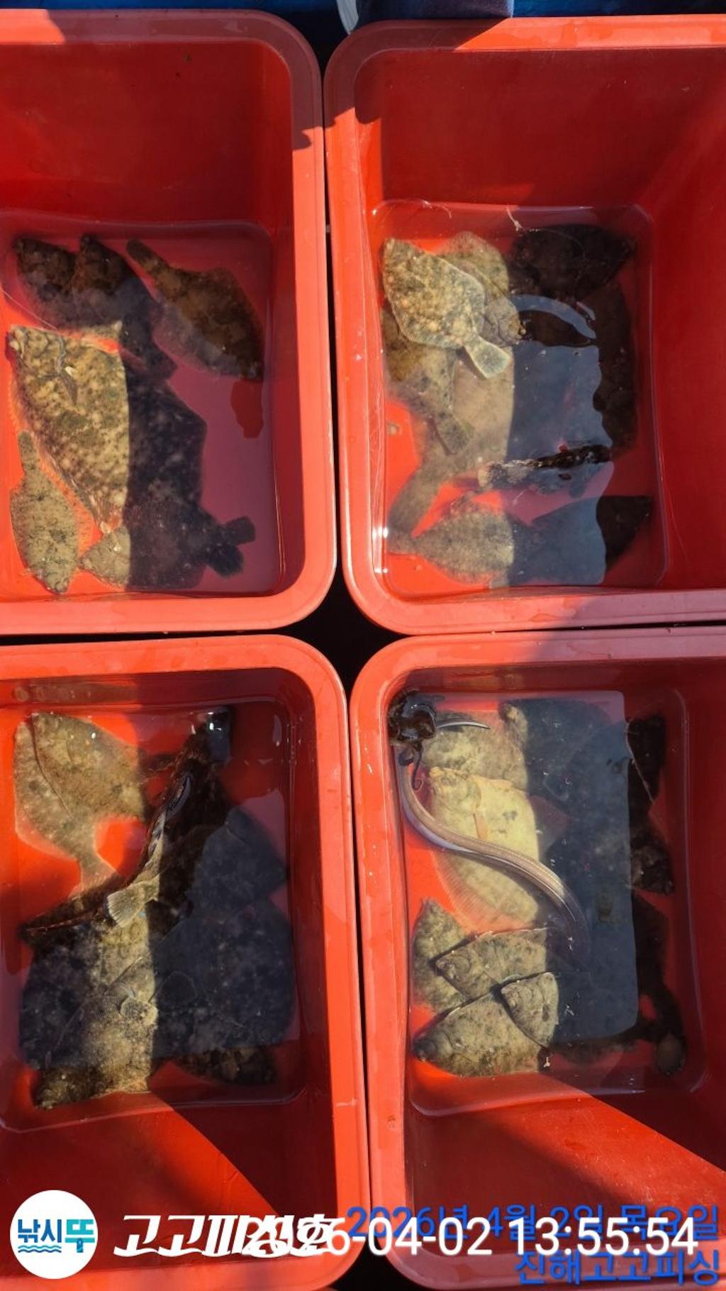 낚시뚜,도다리,속천항(진해),고고피싱호,낚시뚜16