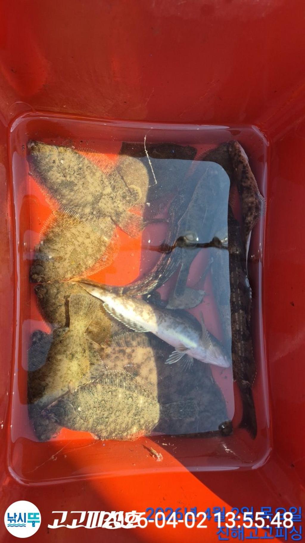 낚시뚜,도다리,속천항(진해),고고피싱호,낚시뚜14