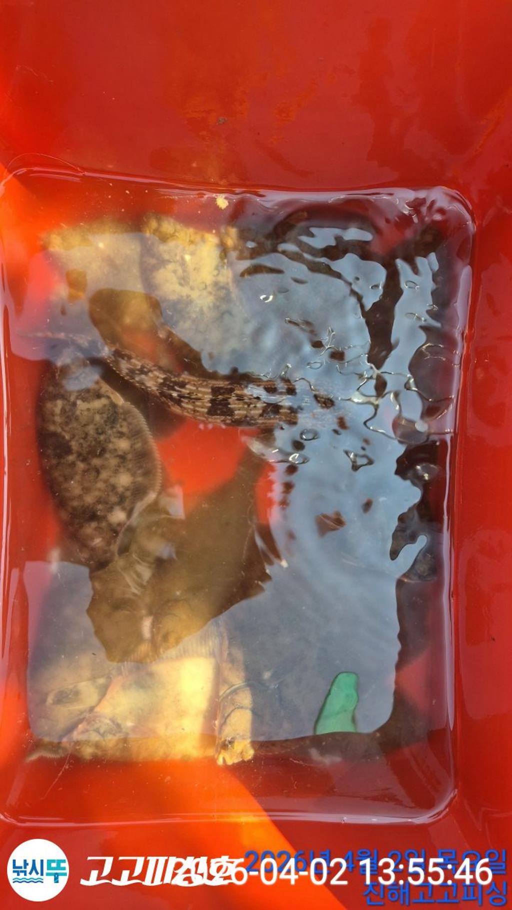 낚시뚜,도다리,속천항(진해),고고피싱호,낚시뚜13