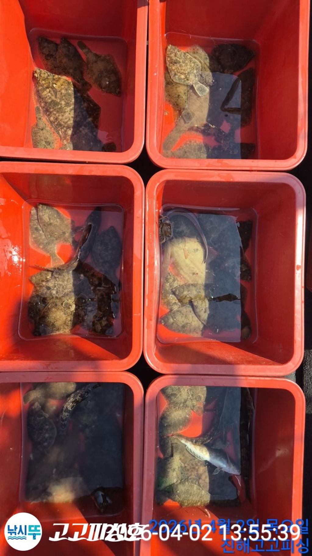 낚시뚜,도다리,속천항(진해),고고피싱호,낚시뚜10