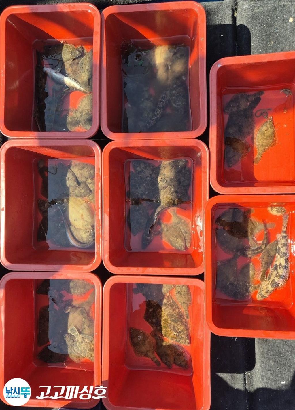 낚시뚜,도다리,속천항(진해),고고피싱호,낚시뚜9