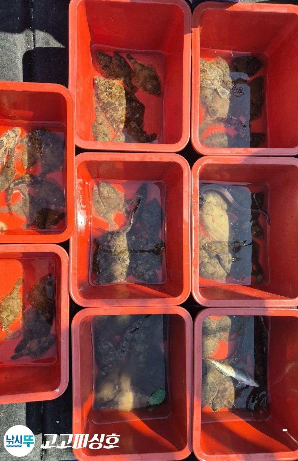 낚시뚜,도다리,속천항(진해),고고피싱호,낚시뚜8