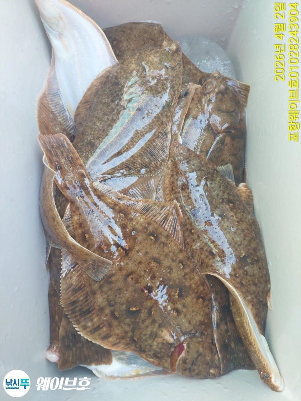 낚시뚜,도다리,가자미,구룡포항,뉴웨이브호,낚시뚜15