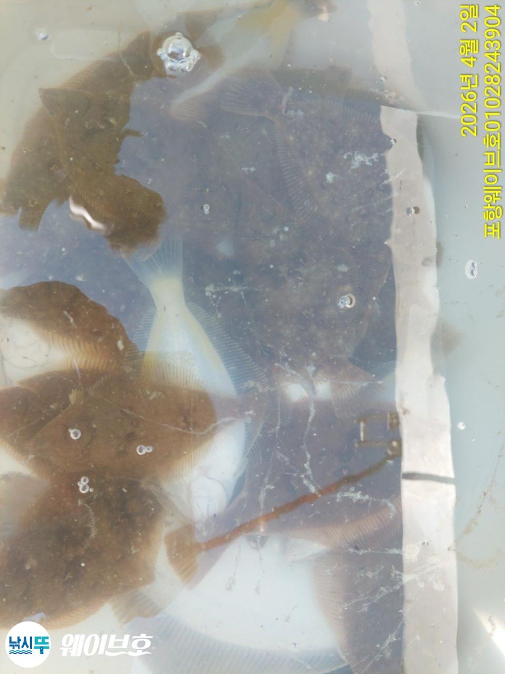 낚시뚜,도다리,가자미,구룡포항,뉴웨이브호,낚시뚜14