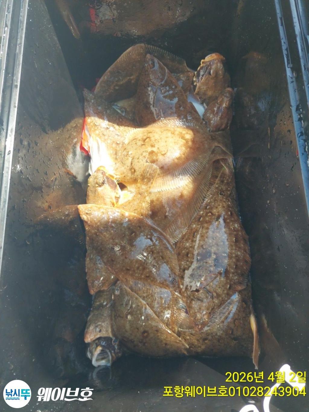 낚시뚜,도다리,가자미,구룡포항,뉴웨이브호,낚시뚜13