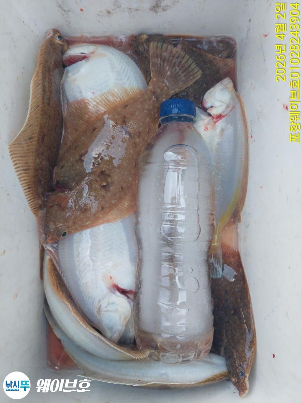 낚시뚜,도다리,가자미,구룡포항,뉴웨이브호,낚시뚜11