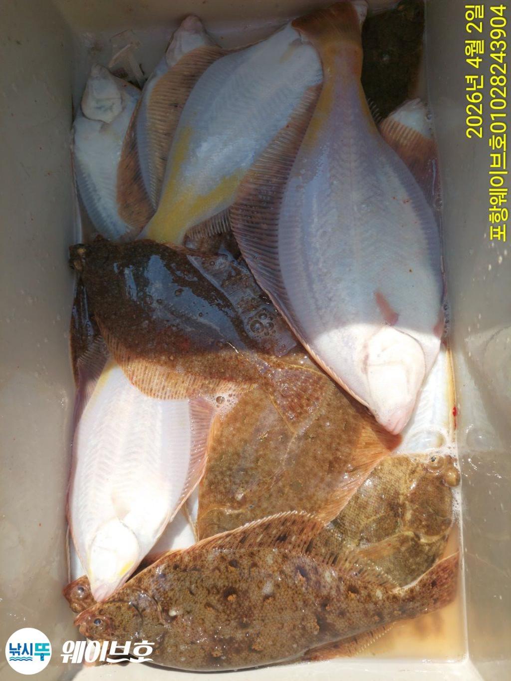 낚시뚜,도다리,가자미,구룡포항,뉴웨이브호,낚시뚜10