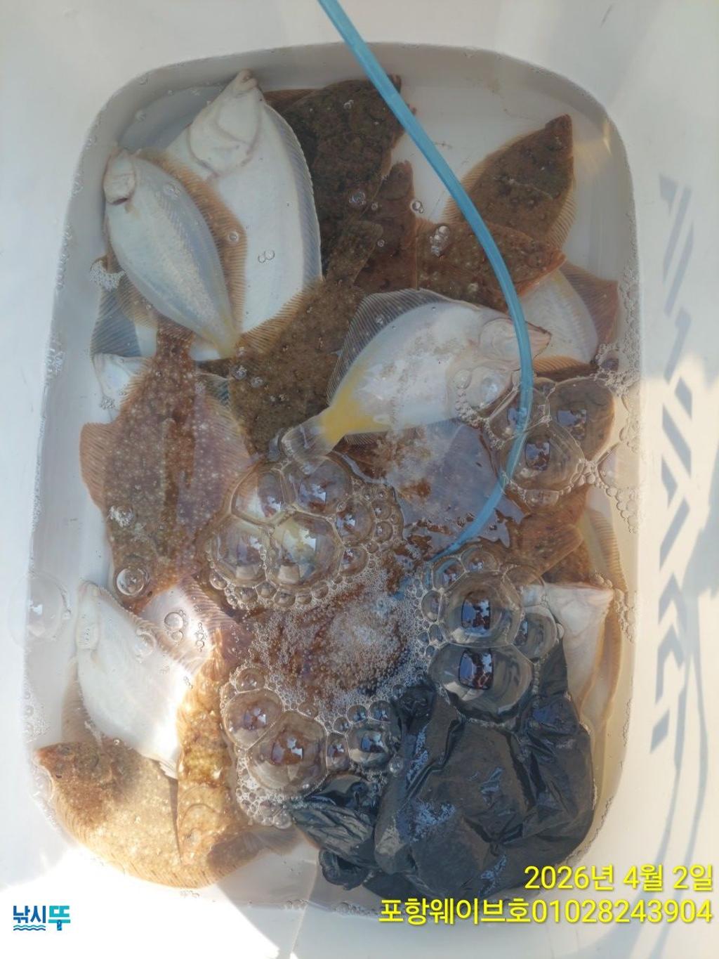 낚시뚜,도다리,가자미,구룡포항,뉴웨이브호,낚시뚜9