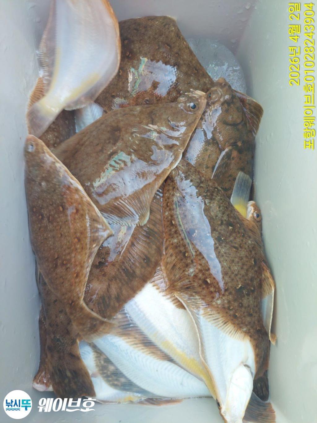 낚시뚜,도다리,가자미,구룡포항,뉴웨이브호,낚시뚜8