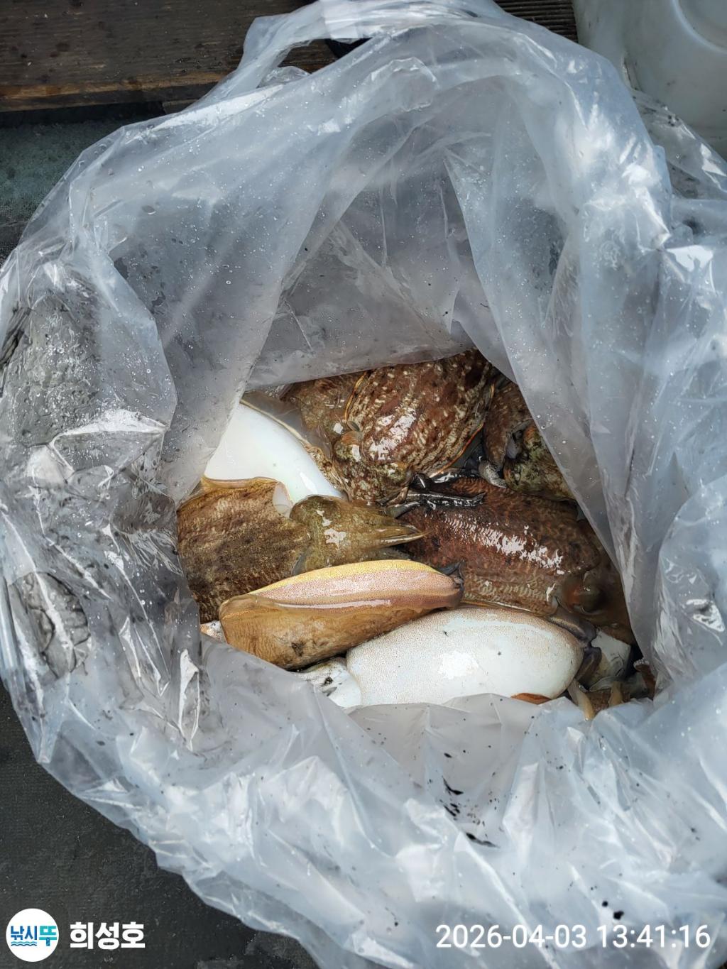 낚시뚜,갑오징어,모슬포항,희성호,낚시뚜0