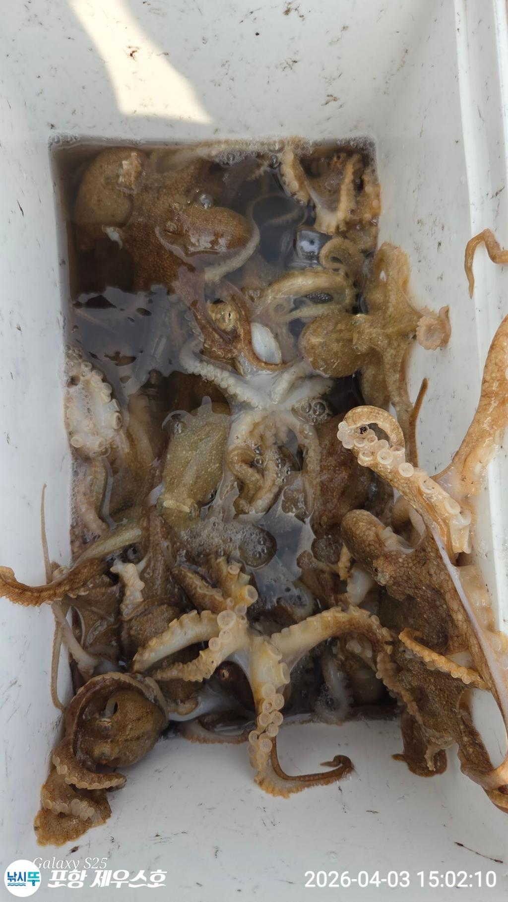 낚시뚜,쭈꾸미,영일만항,포항 제우스호,낚시뚜8