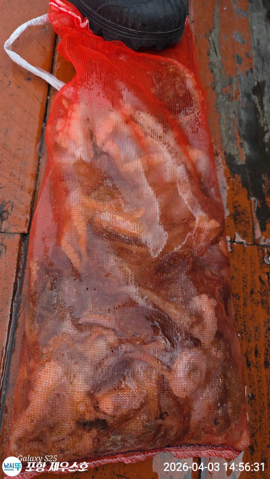 낚시뚜,쭈꾸미,영일만항,포항 제우스호,낚시뚜7