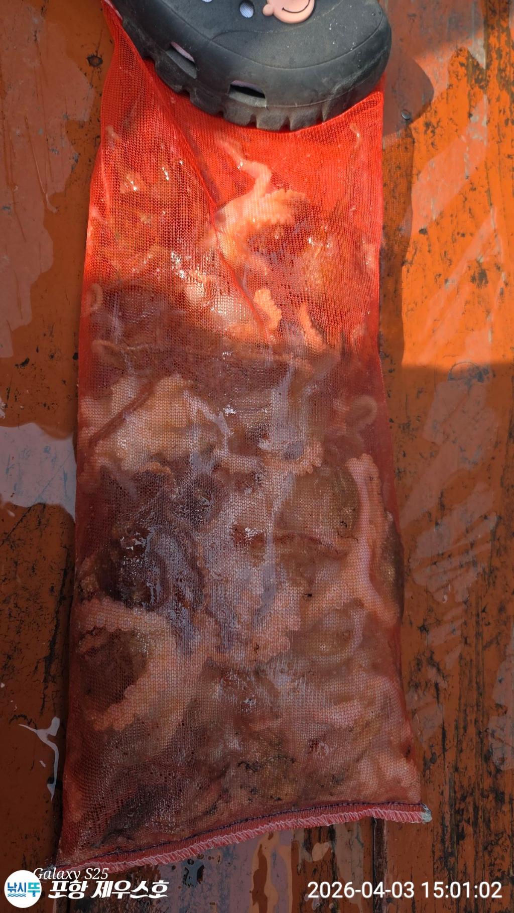 낚시뚜,쭈꾸미,영일만항,포항 제우스호,낚시뚜6