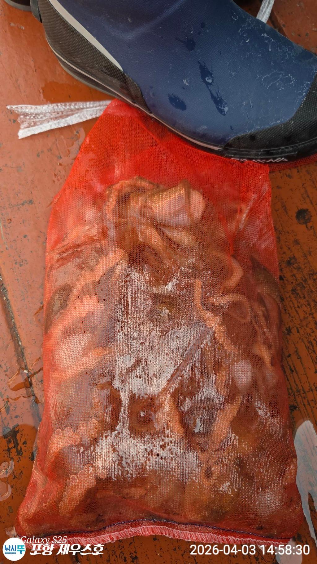 낚시뚜,쭈꾸미,영일만항,포항 제우스호,낚시뚜5