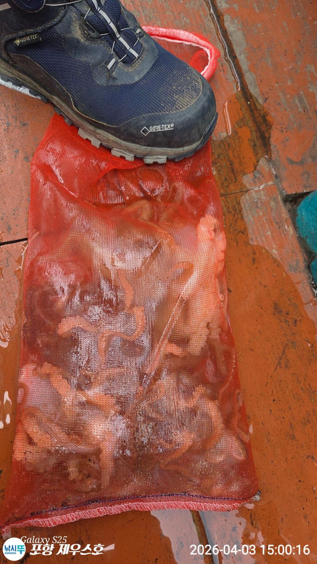 낚시뚜,쭈꾸미,영일만항,포항 제우스호,낚시뚜4