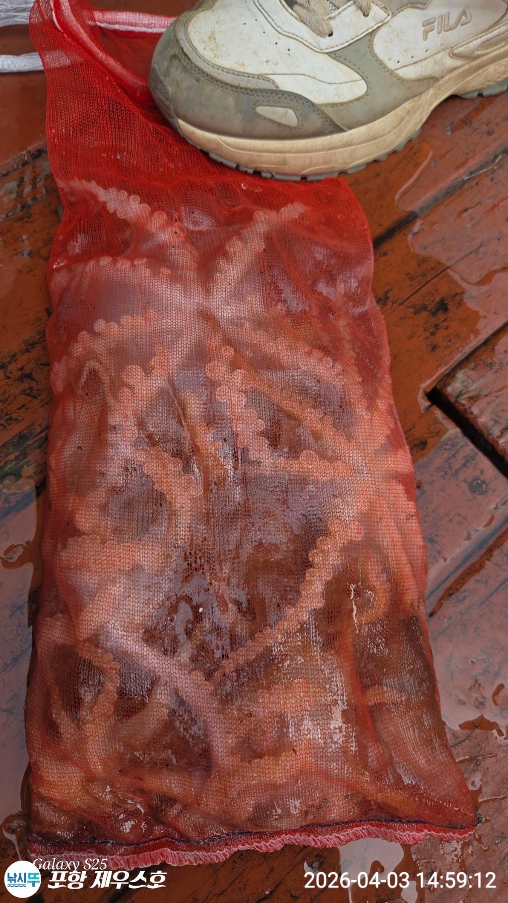 낚시뚜,쭈꾸미,영일만항,포항 제우스호,낚시뚜3