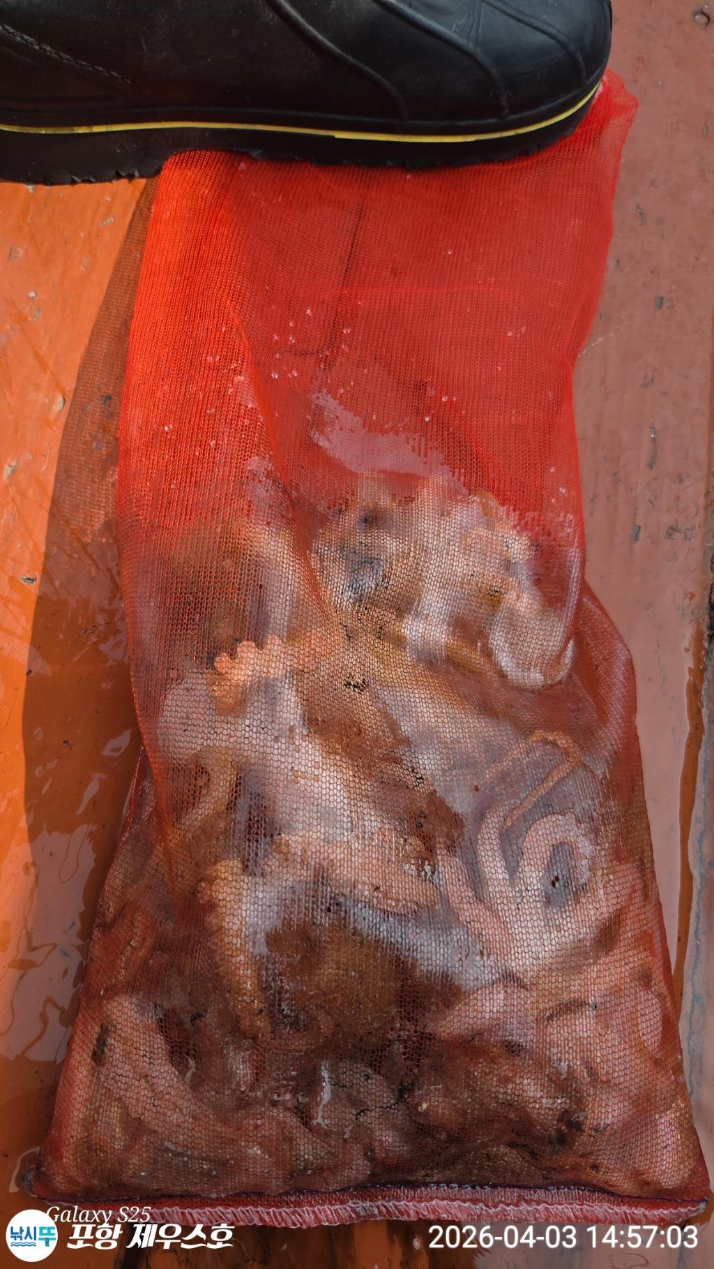 낚시뚜,쭈꾸미,영일만항,포항 제우스호,낚시뚜2