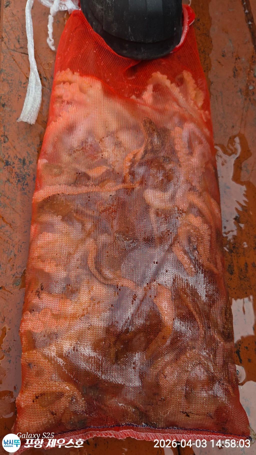 낚시뚜,쭈꾸미,영일만항,포항 제우스호,낚시뚜1