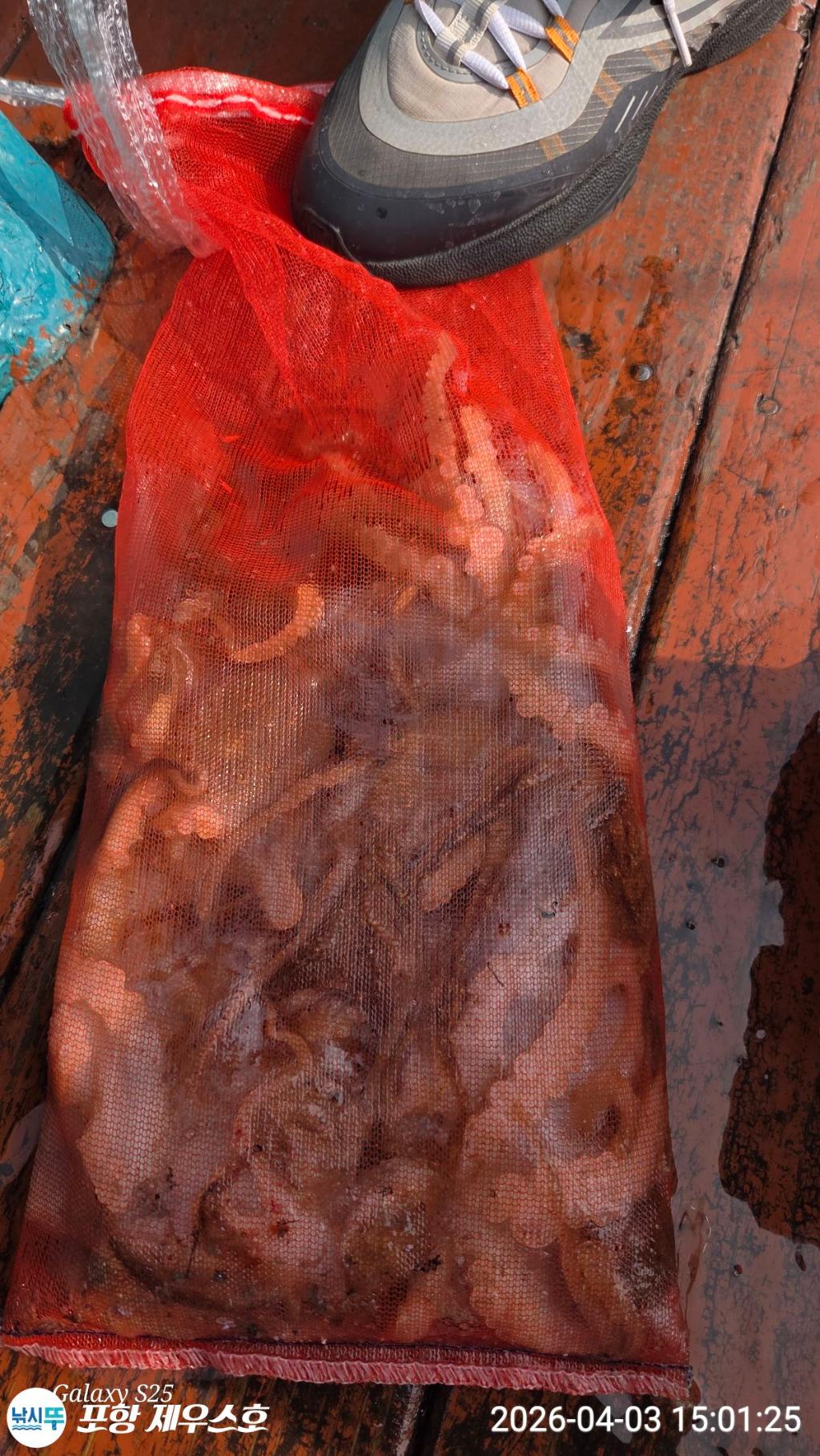 낚시뚜,쭈꾸미,영일만항,포항 제우스호,낚시뚜0