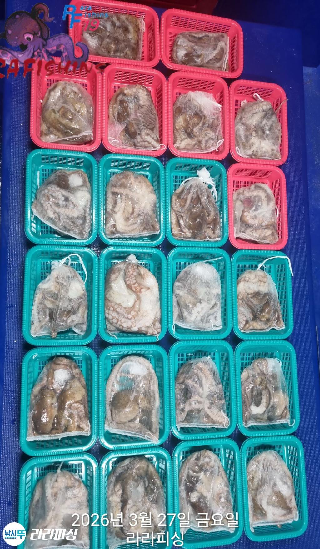 낚시뚜,낙지,돌문어,속천항(진해),라라피싱,낚시뚜14