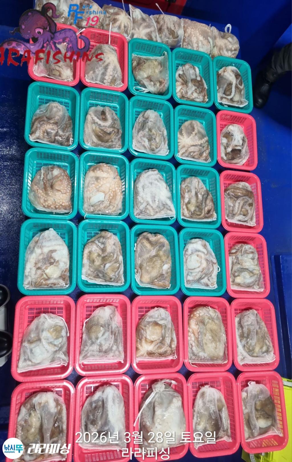 낚시뚜,낙지,돌문어,속천항(진해),라라피싱,낚시뚜12