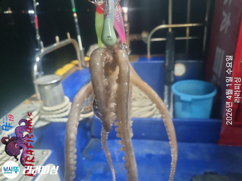 낚시뚜,낙지,돌문어,속천항(진해),라라피싱,낚시뚜5