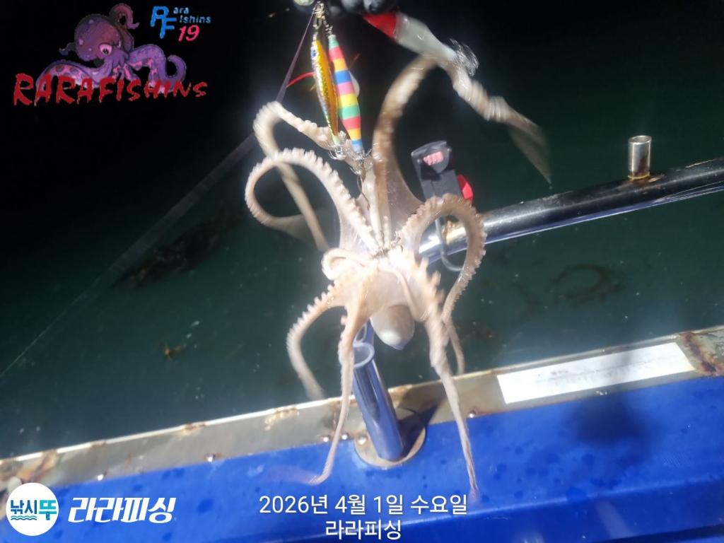 낚시뚜,낙지,돌문어,속천항(진해),라라피싱,낚시뚜4