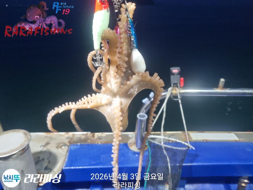 낚시뚜,낙지,돌문어,속천항(진해),라라피싱,낚시뚜8