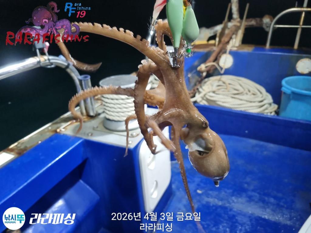 낚시뚜,낙지,돌문어,속천항(진해),라라피싱,낚시뚜3